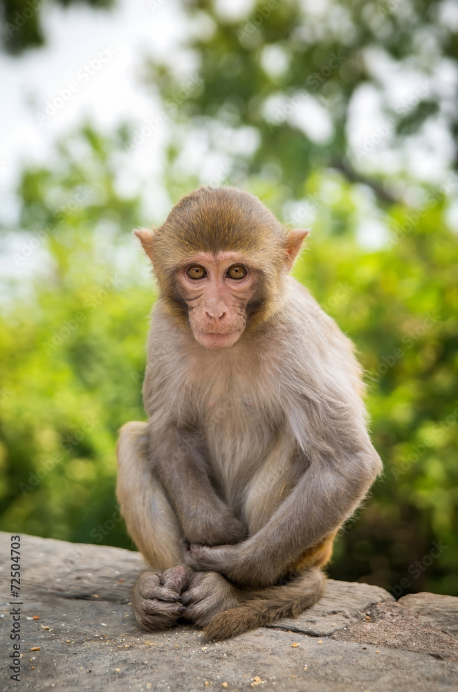 Monkey in forest. Composition with animal