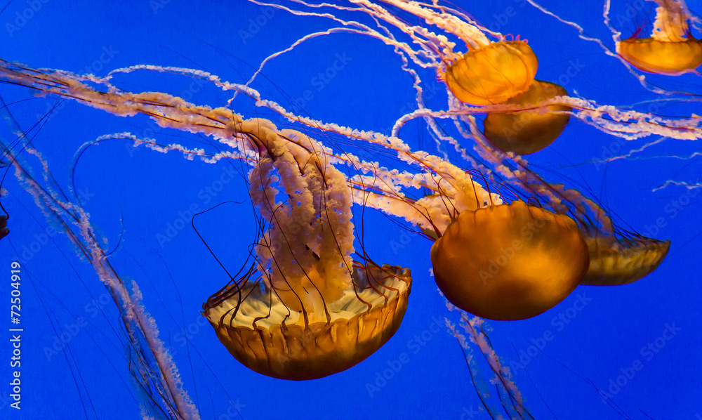 Naklejka premium orange jellyfish swimming in a blue aquarium