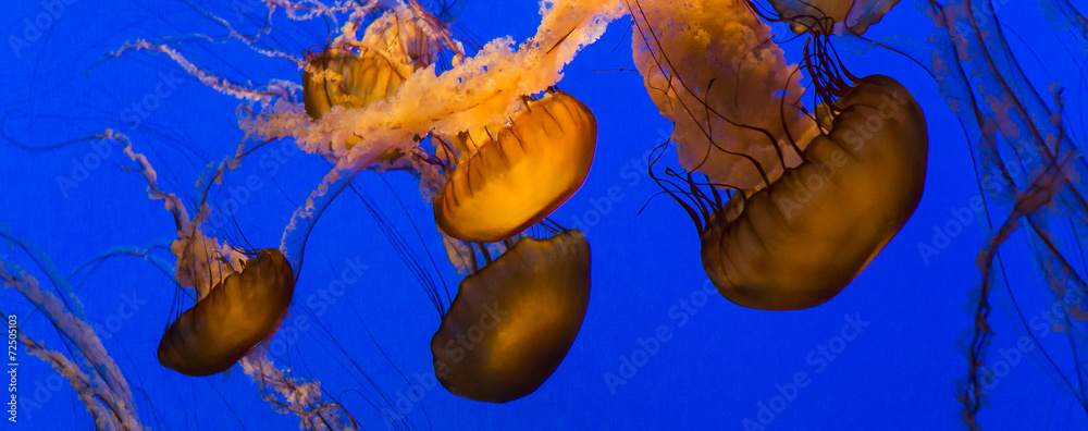 Obraz premium orange jellyfish swimming in a blue aquarium