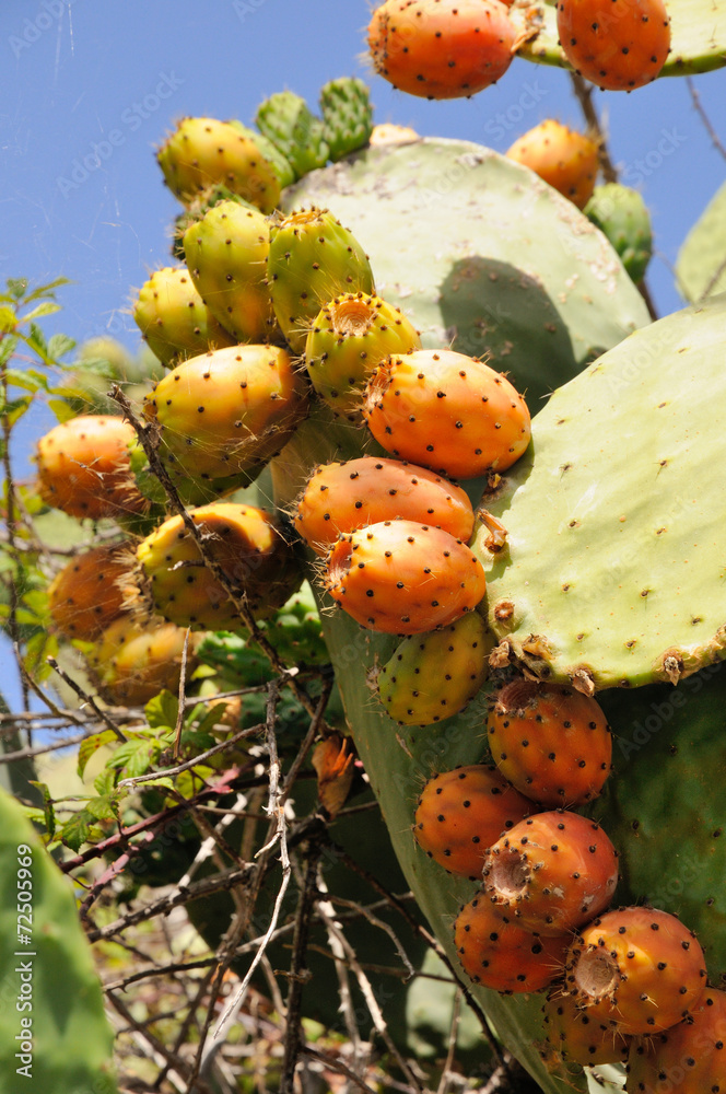 Closeup of Opuntia ficus-indica cactus at the canary in Tenerife Closeup of Opuntia ficus-indica cactus at the canary in Tenerife