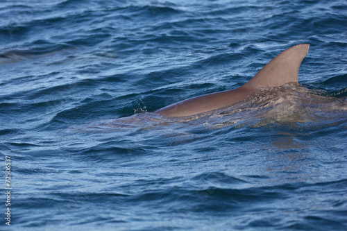 aileron de grand dauphin © aylerein