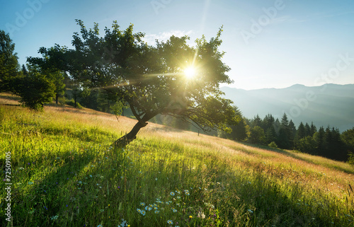 Rays in tree during sunrise. Beautiful natural landscape