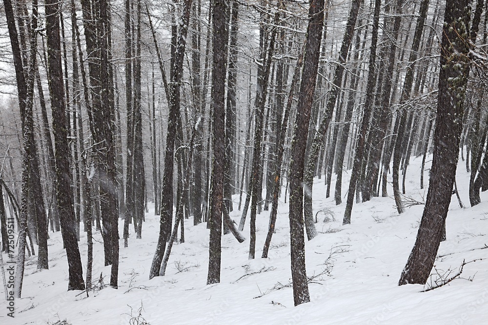 Fototapeta premium Winter forest