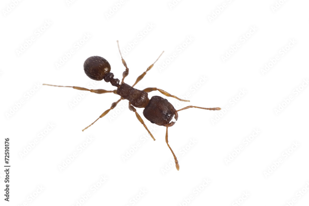 Close up of ant isolated on white