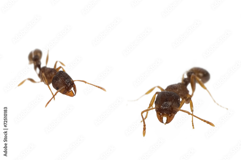 Close up of ants isolated on white Close up of ants isolated on white