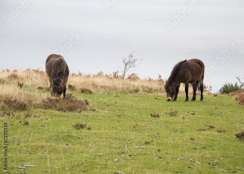 Exmoor pony wild horse