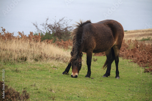 Exmoor pony rare breed