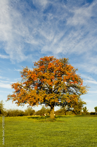 Apfelbaum im Herbst