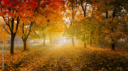golden autumn in sunny forest, natural background