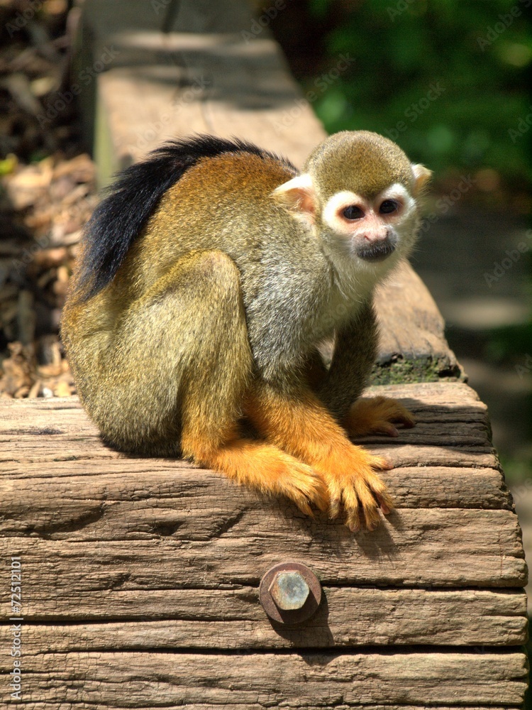 Fototapeta premium Monkey in the UK zoo