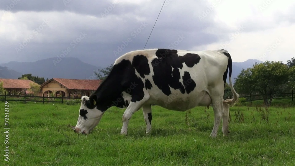 Grazing, Cows, Cattle, Farm Animals Grazing, Cows, Cattle, Farm Animals