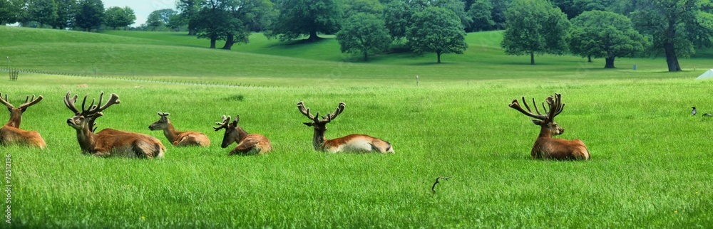 Deers in the UK zoo