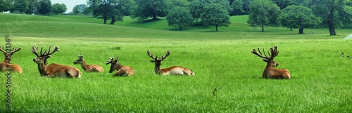 Obraz na płótnie Deers in the UK zoo w salonie