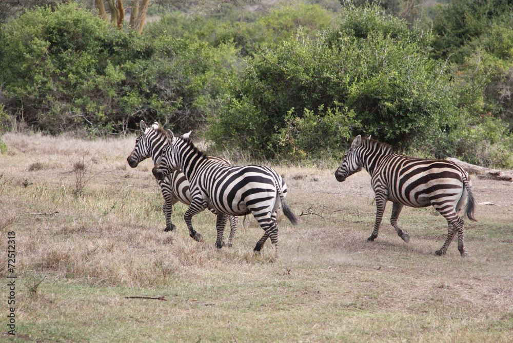 Obraz premium laufende Zebras
