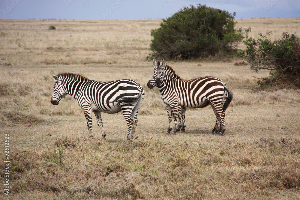 Obraz premium zwei Zebras