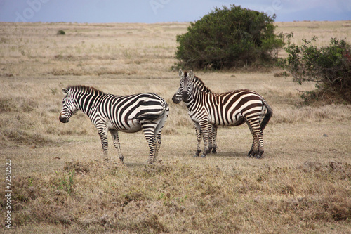 zwei Zebras