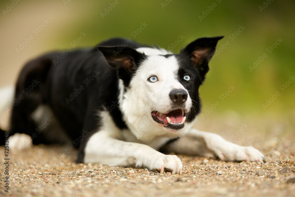 Border collie dog