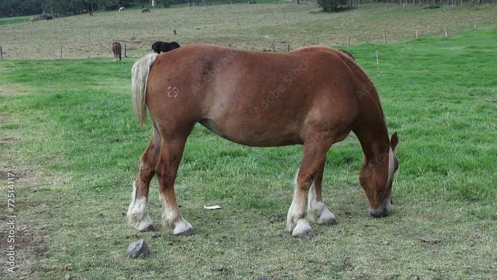 Horse Grazing, Horses, Farm Animals Horse Grazing, Horses, Farm Animals