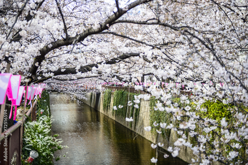 Tokyo, Japan Spring Canal