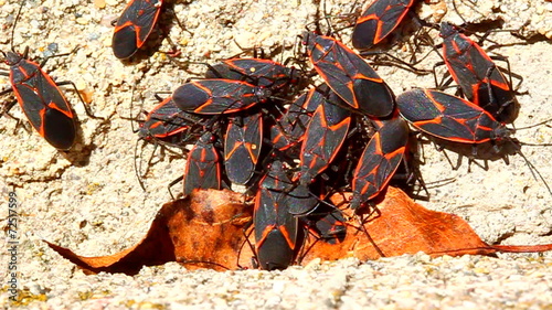 Boxelder Bugs (Boisea trivittata) Illinois photo