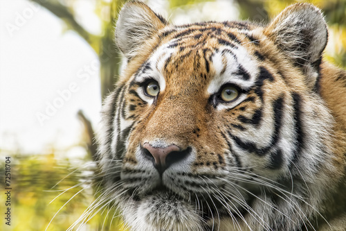 Fototapeta Naklejka Na Ścianę i Meble -  Tiger portrait