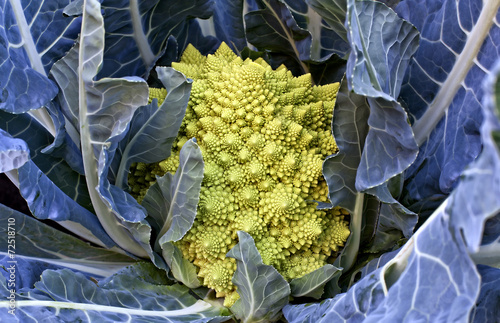 broccolo romanesco photo