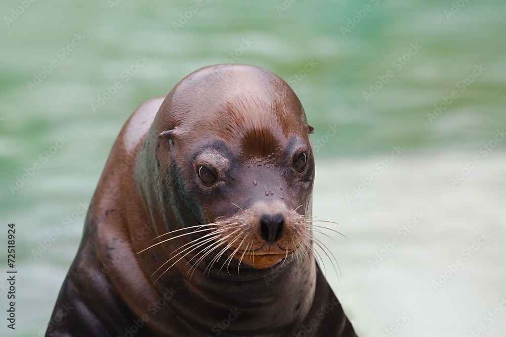 Fototapeta premium Seal Closeup