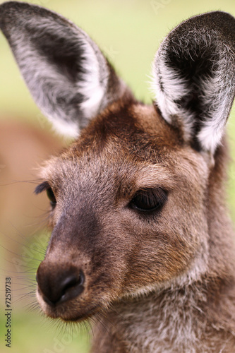 Fototapeta Naklejka Na Ścianę i Meble -  Young western grey kangaroo closeup,  macropus fuliginosus