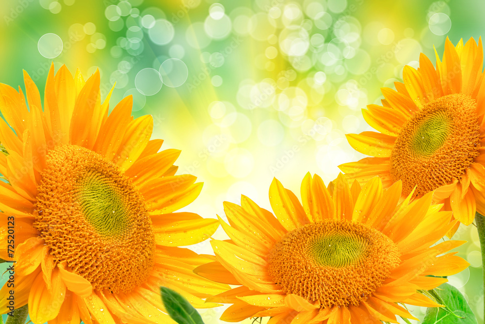 Obraz premium sunflower
