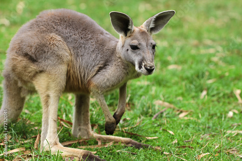 The red kangaroo (Macropus rufus)
