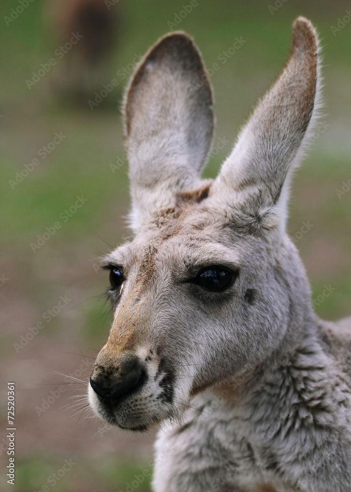 The red kangaroo female closeup (Macropus rufus)