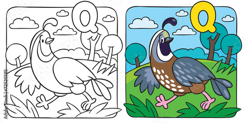 Little quail coloring book. Alphabet Q