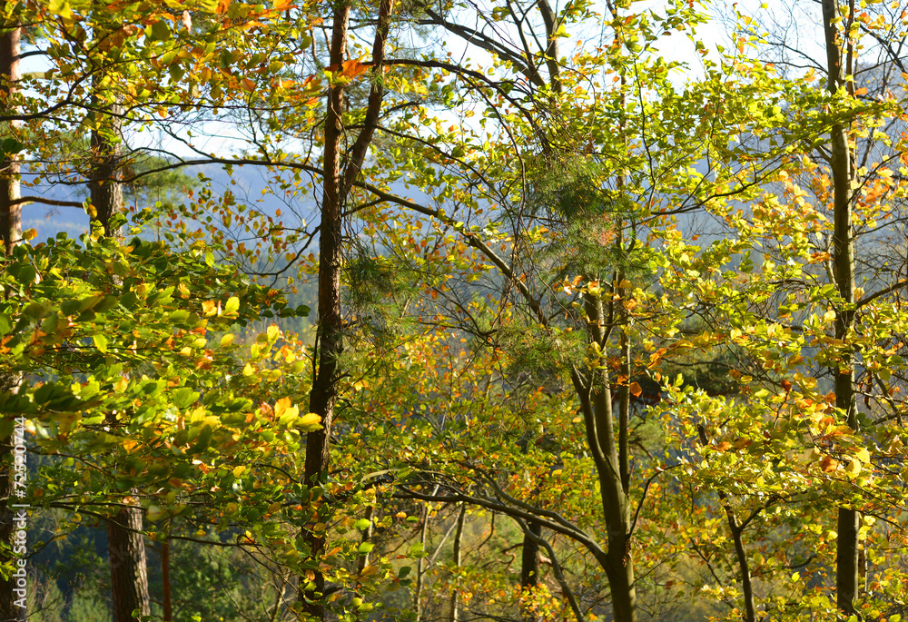 Fototapeta premium Mischwald