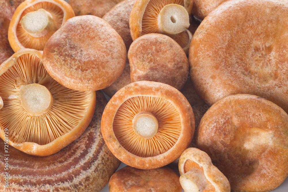 Textura de los lactarius deliciosus o níscalos frescos Textura de los lactarius deliciosus o níscalos frescos