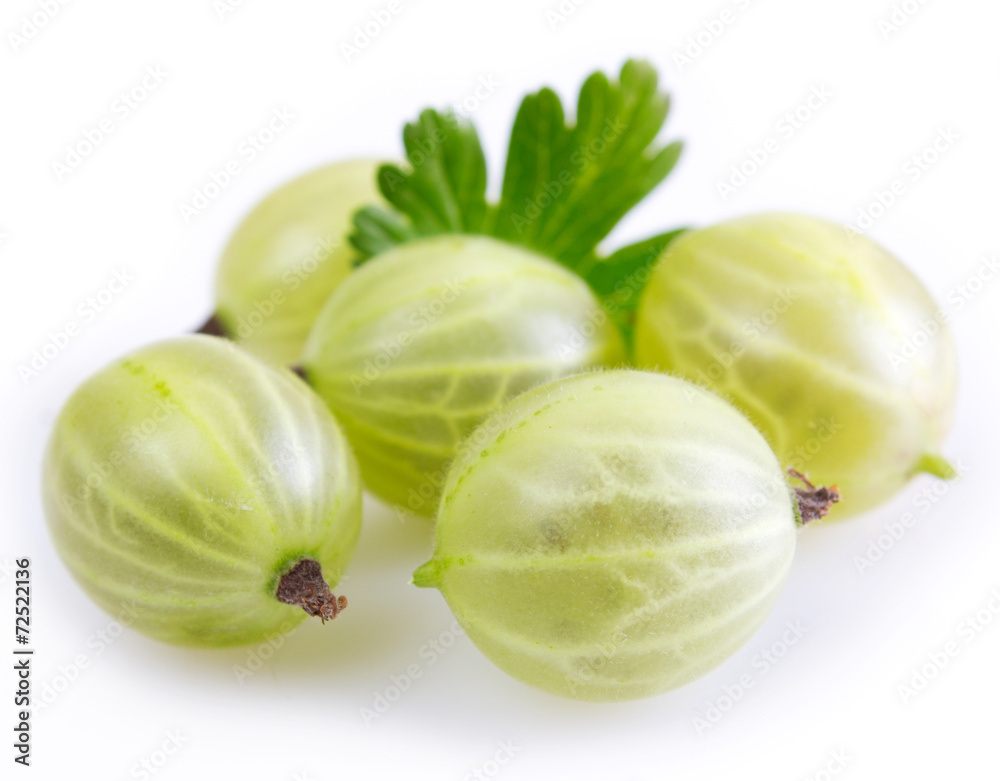 Gooseberry Gooseberry