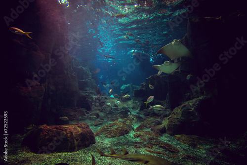 Photography Shark and fishes in aquarium