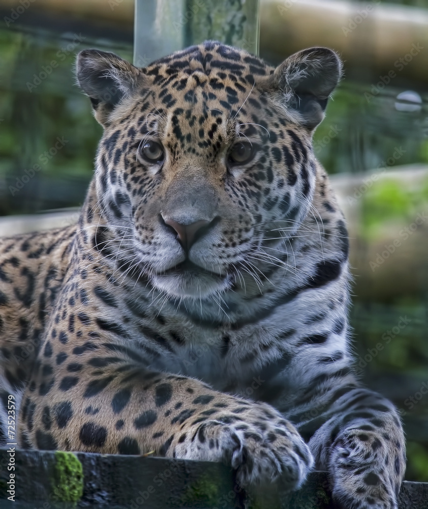 Jaguar Jaguar