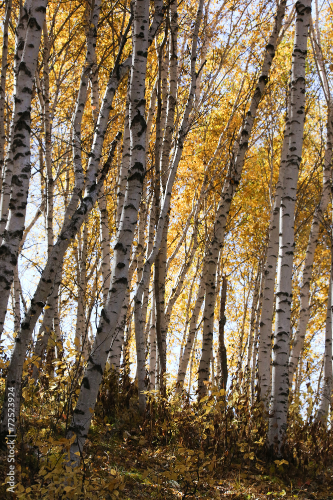 Fototapeta premium Beautiful poplar populus forest in China