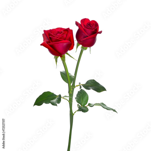 Red rose flowers isolated on white background