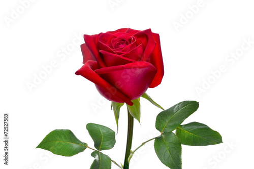 Fototapeta Naklejka Na Ścianę i Meble -  Red rose flower isolated on white background