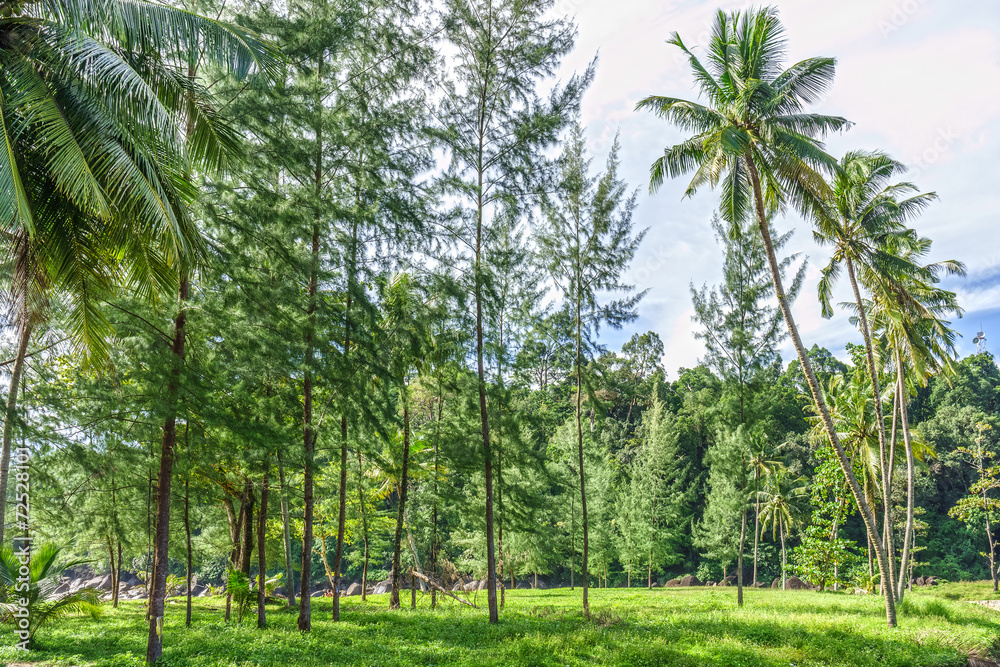 Fototapeta premium The natural landscape of public park in Southern Thailand