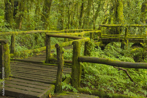 Deep Forest with Wooden Walk Path photo