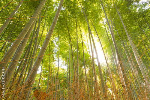 Bamboo Forest in Japan. Bamboo Groove in Arashiyama, Kyoto.
