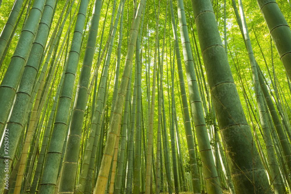 Bamboo Forest in Japan. Bamboo Groove in Arashiyama, Kyoto. Bamboo Forest in Japan. Bamboo Groove in Arashiyama, Kyoto.