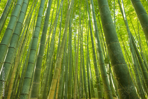 Bamboo Forest in Japan. Bamboo Groove in Arashiyama  Kyoto.