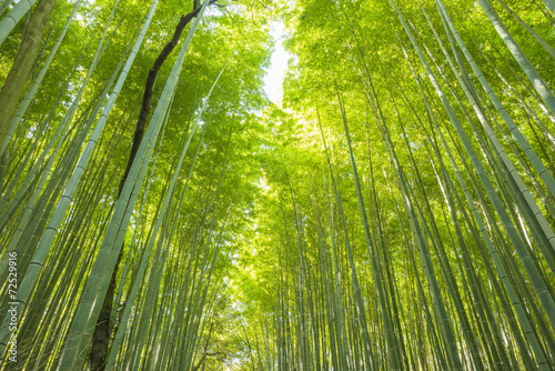 Bamboo Forest in Japan. Bamboo Groove in Arashiyama  Kyoto.