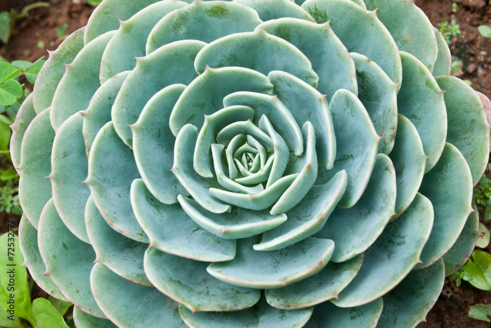 Fototapeta premium Haworthia fasciata