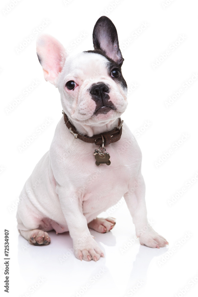adorable french bulldog puppy sitting