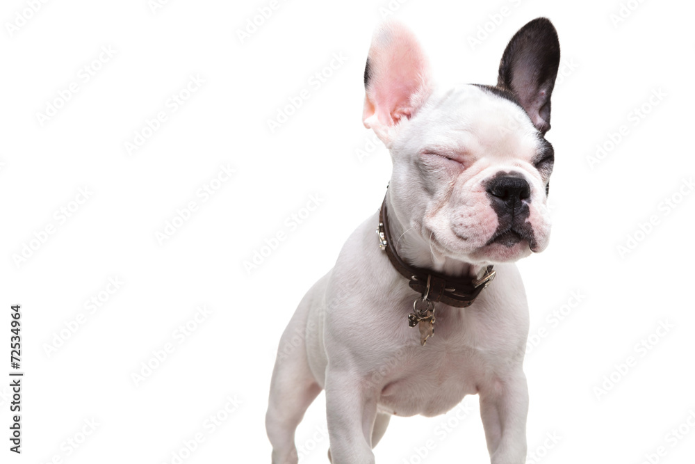 small french bulldog standing with eyes closed