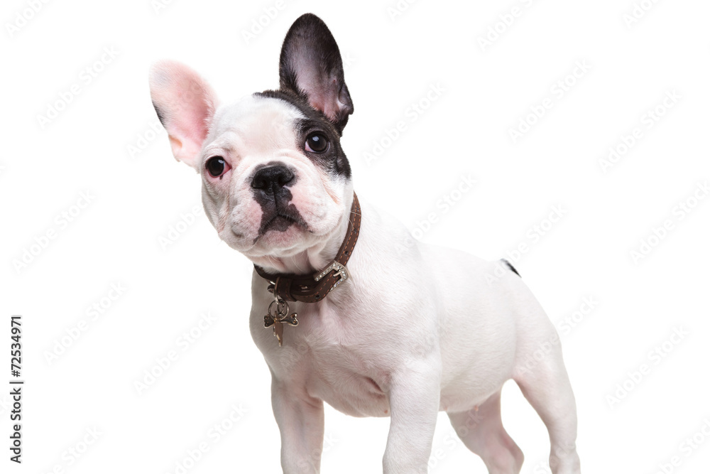 alert little french bulldog puppy standing